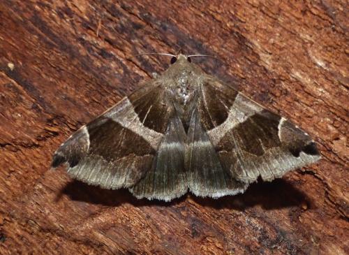 Réf. 198 762 : Dysgonia algira